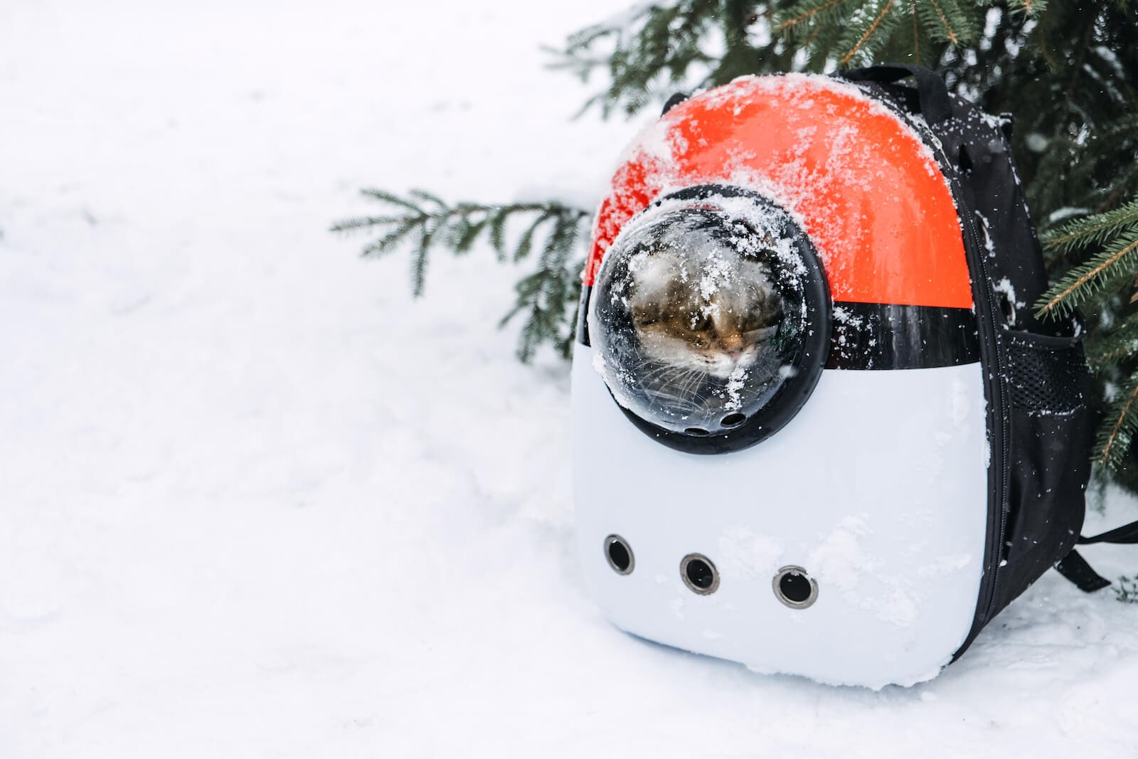 Tips for RVing with your Cat
